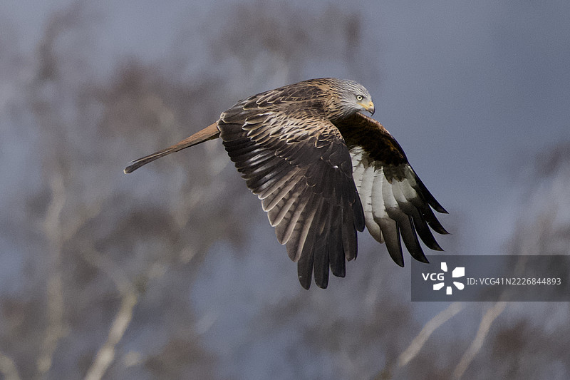 红色猛禽在天空中飞翔的特写，位于英国拉伊德尔图片素材