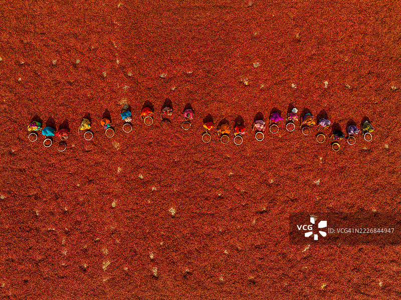 从高处俯瞰孟加拉国农田上盛开的红色花卉和正在工作的农民图片素材