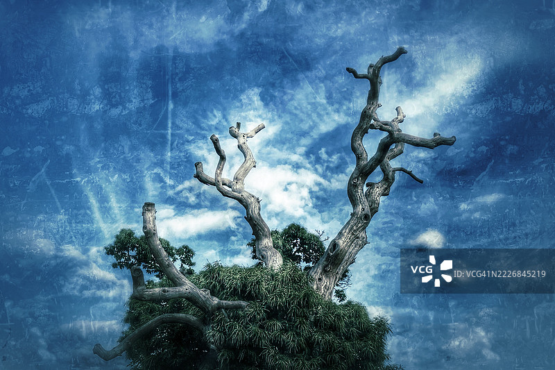 低角度视图的树木与天空，布雷达，荷兰图片素材