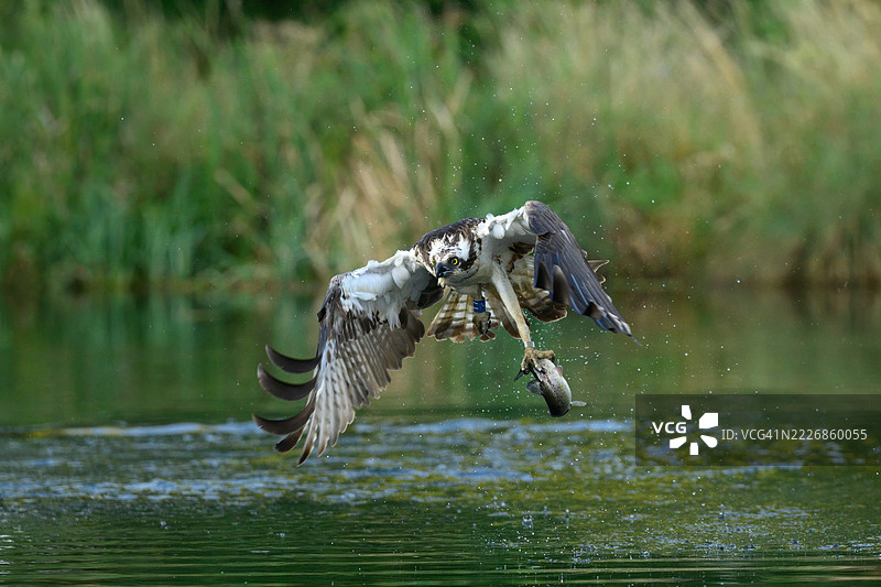 拉特兰水库鱼鹰 T7图片素材