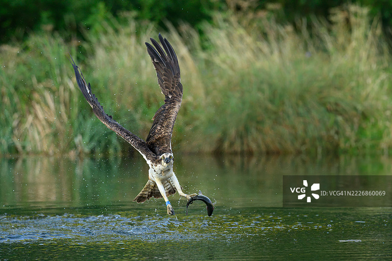 拉特兰水库鱼鹰 T7图片素材