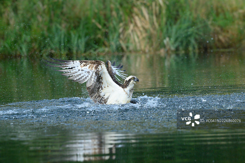 拉特兰水库鱼鹰 T7图片素材