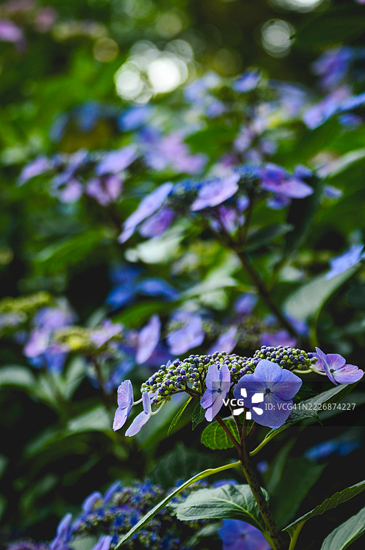 釜山，太宗台绣球花图片素材