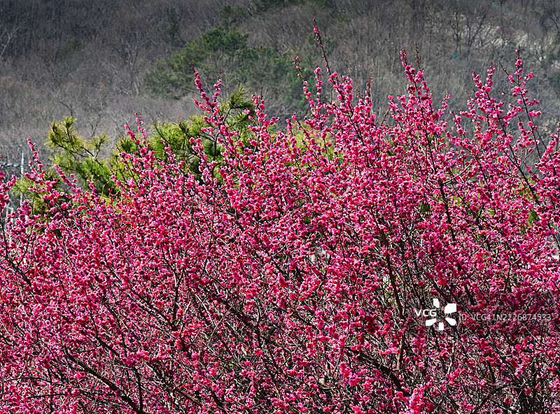 红梅花，潭梅村，顺天市，全罗南道图片素材