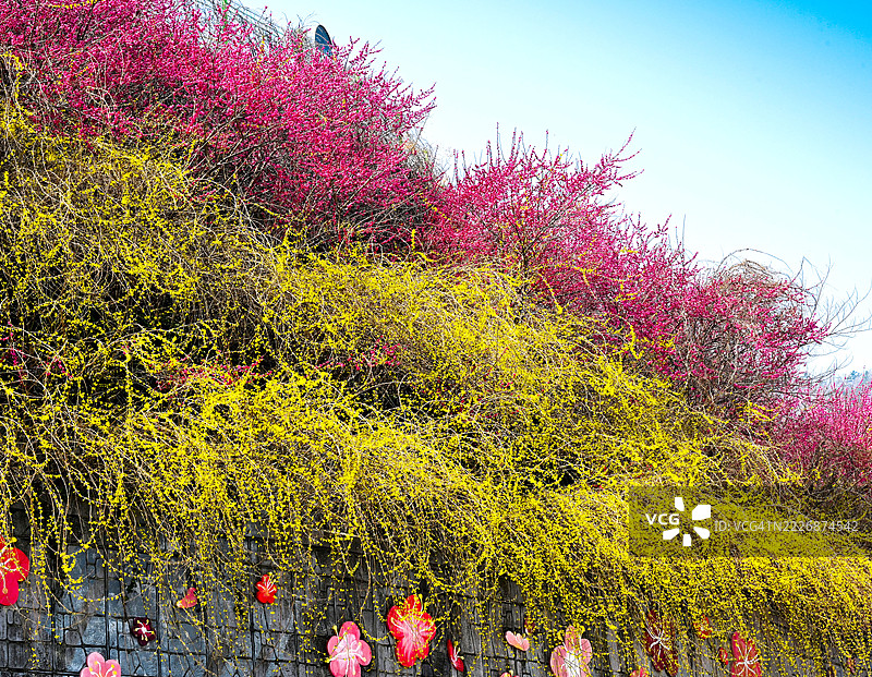 全南，顺天市，潭梅村，红梅花，黄花菜图片素材