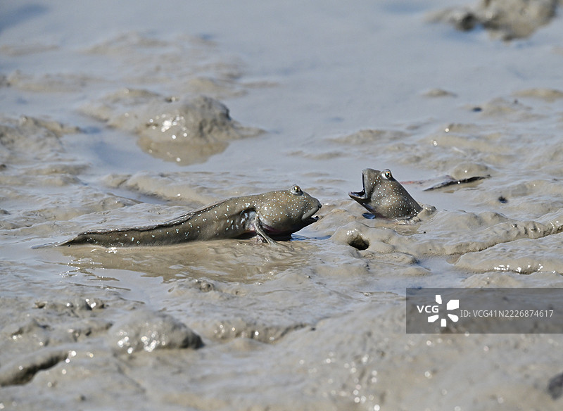全南，新安郡，甑岛，长头鱼图片素材