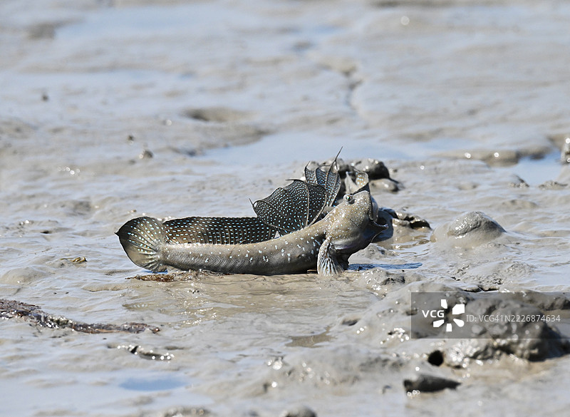 全南，新安郡，甑岛，长头鱼图片素材