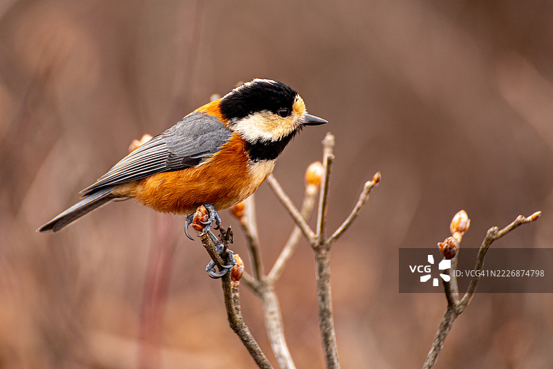 一个缠结的结图片素材