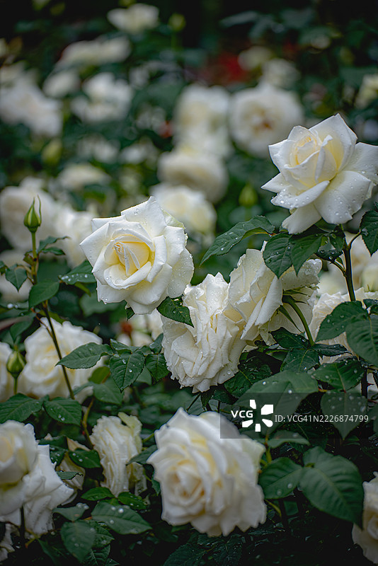 京畿道果川，玫瑰图片素材