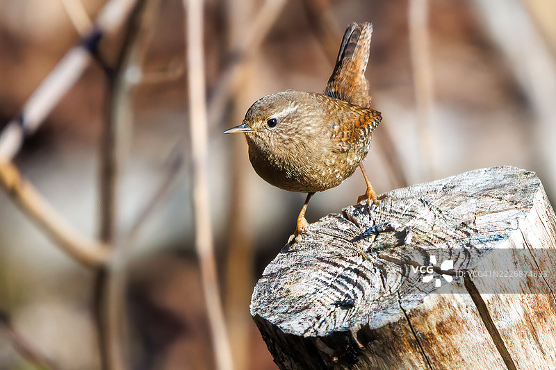 可爱的欧亚鹪鹩（Troglodytes troglodytes，属于灯笼鱼科）体型小巧，发出急促而响亮的鸣叫声。图片素材