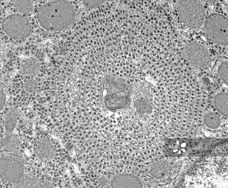 肝细胞糖原图片素材