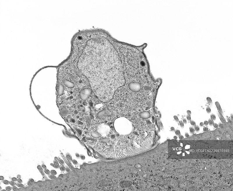 隐孢子虫（Cryptosporidium parvum），一种感染大肠的小型寄生虫图片素材