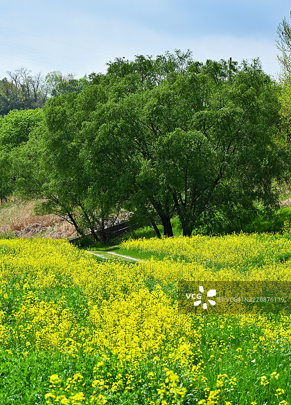 全南，罗州市，永山河，油菜花图片素材