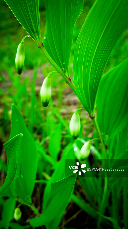 矮小的野花图片素材