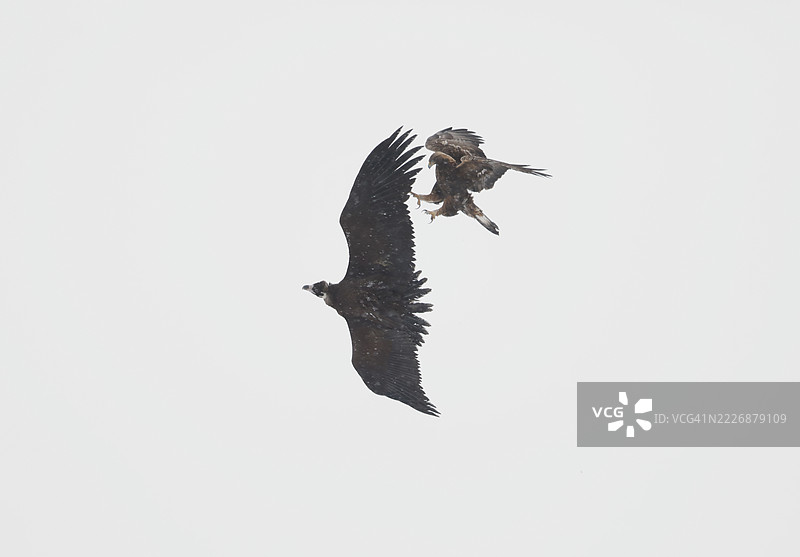 一只黑鹰攻击一只鹰图片素材