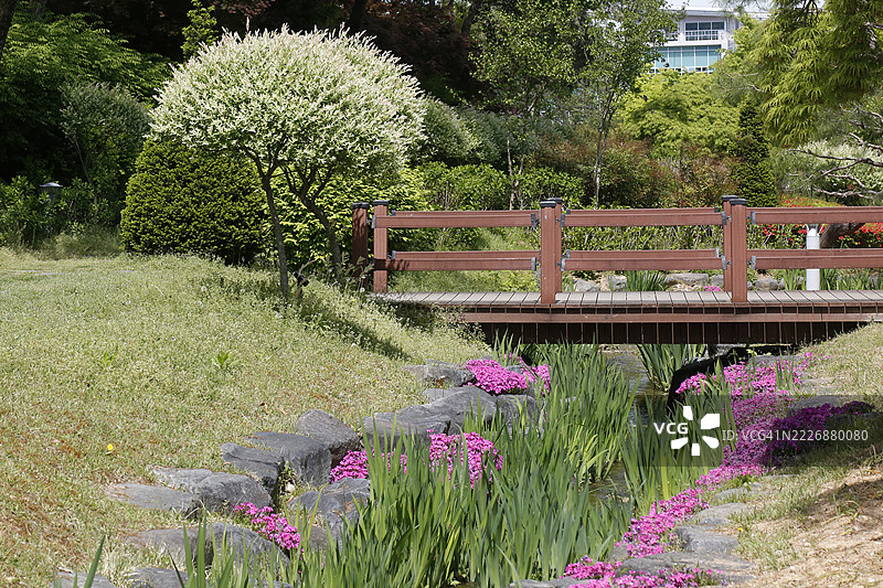 三色柳花草图片素材
