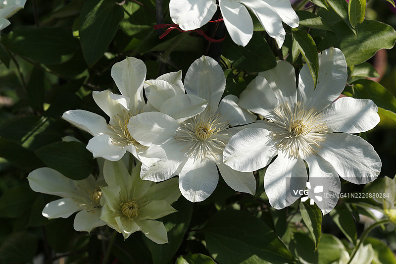 铁线莲图片素材