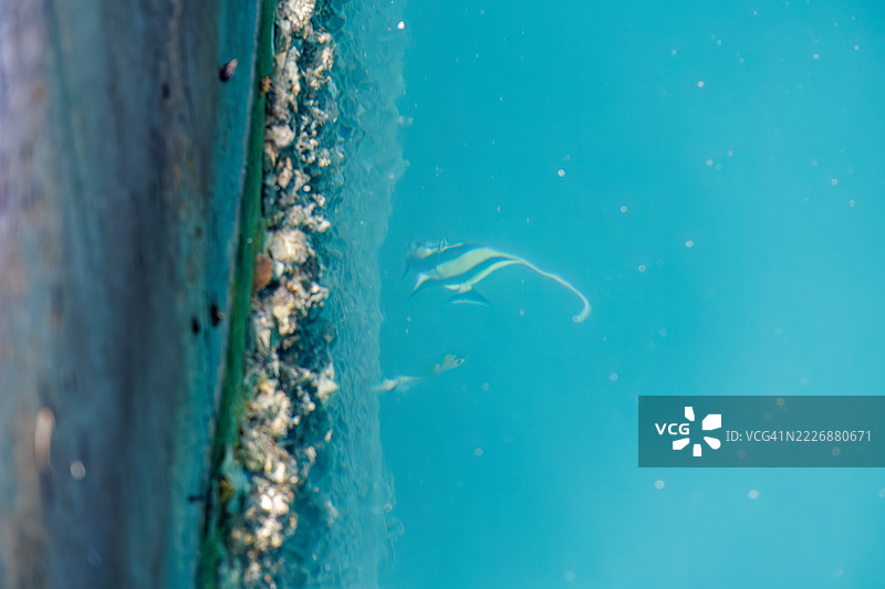 摩尔鱼，角鳍鱼，线鳍蝴蝶鱼，金带蝴蝶鱼，座间味港的风景。图片素材