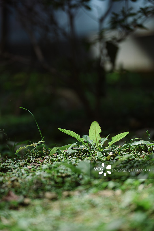京畿道高阳，草叶图片素材