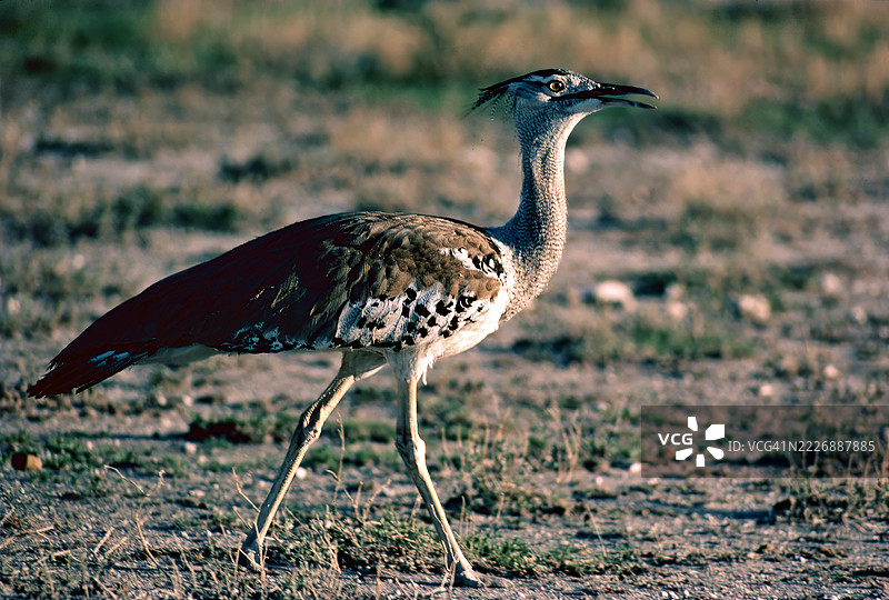 科里大鸨图片素材