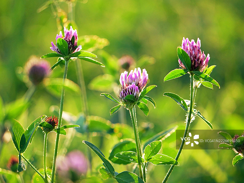 花园里的三叶草花朵特写，阳光，色彩。法国上萨瓦省，埃维昂莱班。图片素材