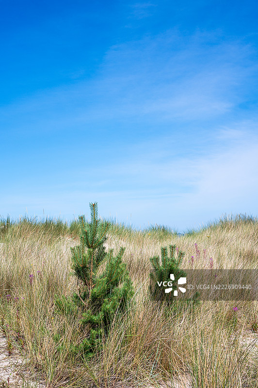 沙丘中的幼苗-奈恩。图片素材