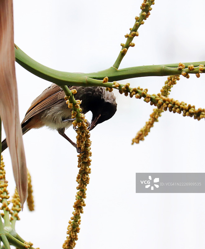 红腹灰雀 / Pycnonotus cafer 正在享用黄色棕榈果 / Dypsis lutescens / 椰子棕榈 / 观鸟 / 自然图片素材