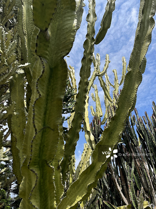 仙人掌植物图片素材