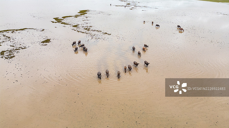 许多水牛栖息在位于宋卡湖最上游的帕塔卢нг的塔莱诺伊河流域的围栏内。图片素材