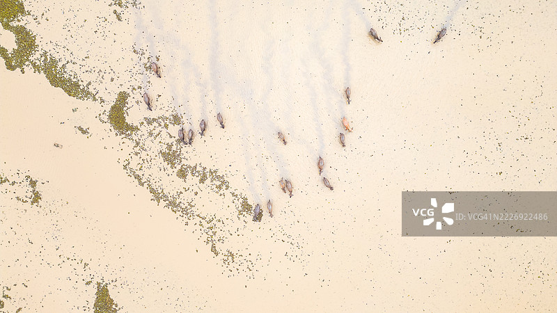 许多水牛栖息在位于宋卡湖上游的帕塔隆的塔莱诺伊河流域的围栏内。图片素材