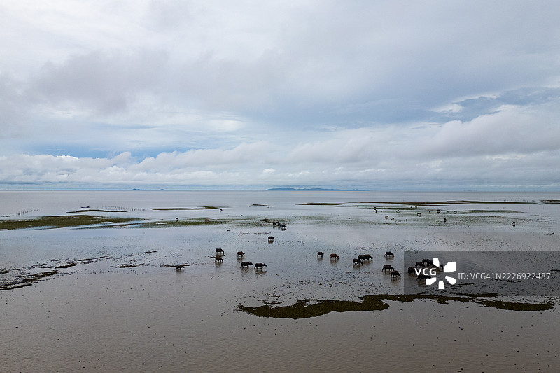 许多水牛栖息在位于宋卡湖上游的帕塔隆的塔莱诺伊河流域的围栏内。图片素材