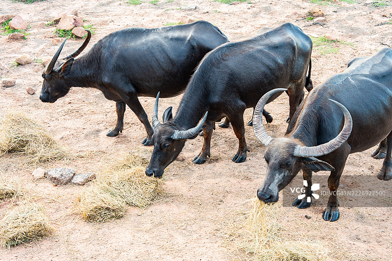 泰国那空西塔马拉特省的水牛群图片素材