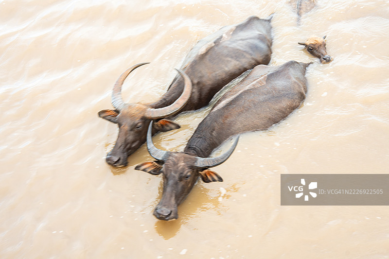 泰国那空西塔玛拉特省的水牛群图片素材