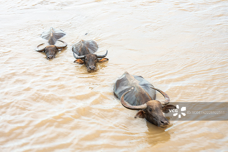 泰国那空西塔玛拉特省的水牛群图片素材