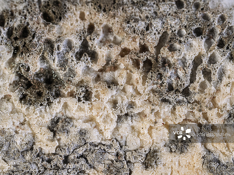 黑色背景上全景展示了一块长满霉菌的面包。图片素材