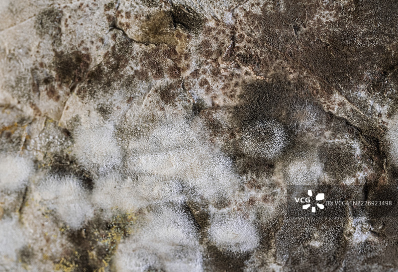 黑色背景上覆盖着霉菌的整块面包特写。图片素材