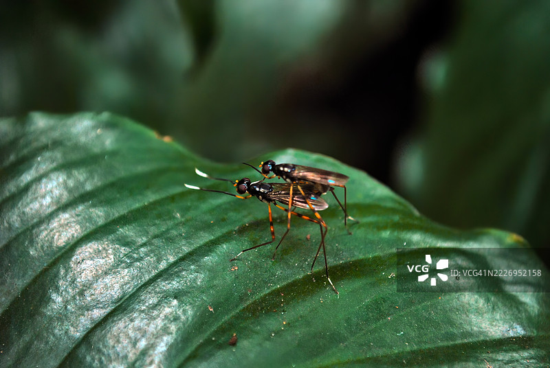 两只高脚苍蝇栖息在鲜艳的绿色叶子上。图片素材