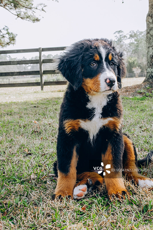 可爱的伯恩山犬幼犬坐在围栏院子的草地上。幼犬行为，宁静的家庭环境，宠物护理。图片素材