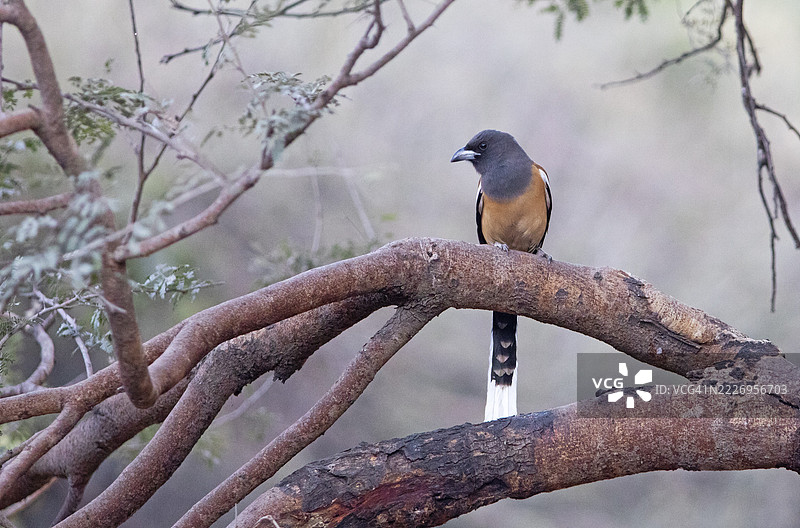 旅行树鸦（Dendrocitta vagabunda）在印度拉坦博尔国家公园图片素材