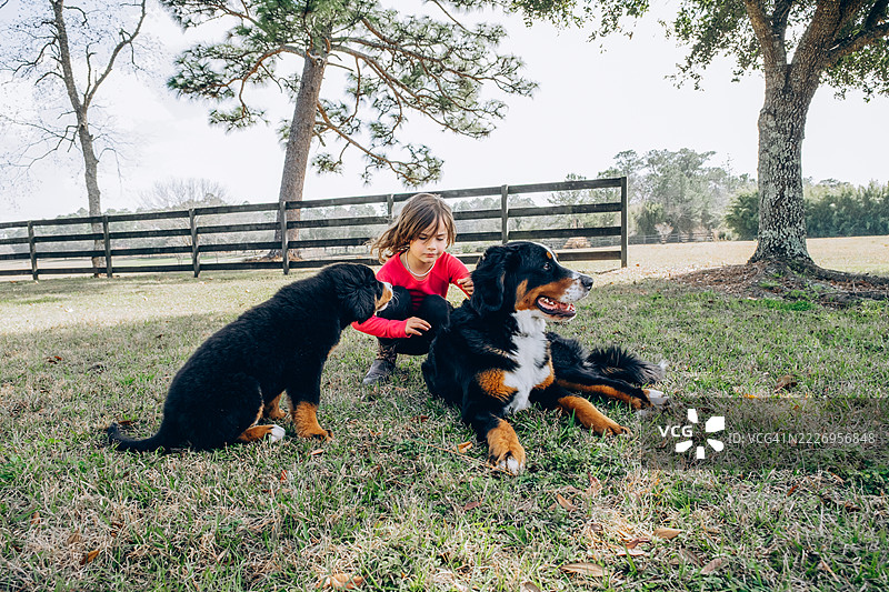 一个年轻女孩蹲在栅栏旁边的绿草地上，旁边是两只伯恩山犬。背景是宁静的乡村，有树木。图片素材