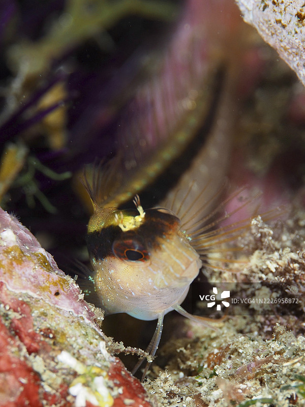 一只条纹的汤波特鳗鱼(Parablennius rouxi)在色彩斑斓的环境中好奇地观察。法国普罗旺斯阿尔卑斯蓝色海岸的海耶尔附近地中海,潜水地点吉恩半岛。图片素材