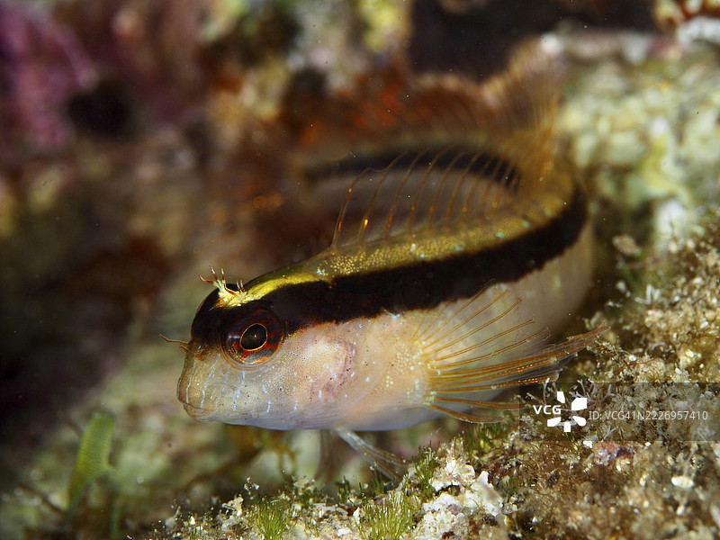 明亮条纹的汤普特鳗鱼（Parablennius rouxi），红色眼睛，栖息在地中海的珊瑚礁中，地点位于法国普罗旺斯阿尔卑斯蓝色海岸的吉恩半岛潜水点附近。图片素材