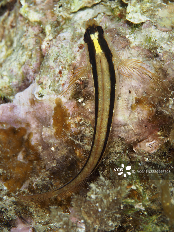 一条长条纹小丑鱼（Parablennius rouxi）在地中海海域的岩石上休息，周围是覆盖着藻类的水下景观，地点位于法国普罗旺斯阿尔卑斯蓝色海岸的希耶尔斯附近的吉恩半岛潜水点。图片素材