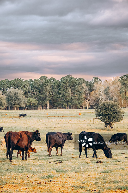 牛在有树木和戏剧性天空的广阔田野里吃草。暖色调的宽广风景。图片素材