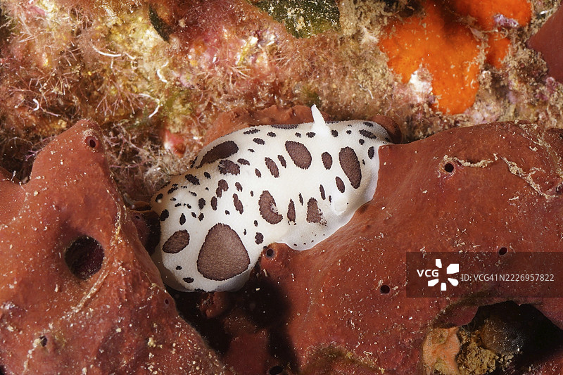 斑点海螺,豹海螺(Discodoris atromaculata),在法国普罗旺斯阿尔卑斯蓝色海岸希耶尔附近的红棕色海绵上。图片素材