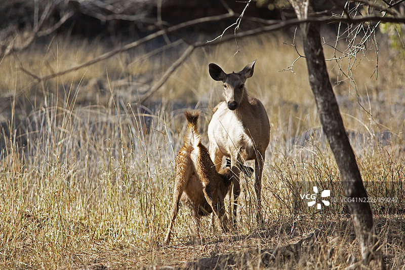 在印度拉贾斯坦邦的兰塔姆博尔国家公园，干燥森林中的印度梅花鹿或马鹿（Cervus unicolor或Rusa unicolor）正在哺乳幼崽。图片素材