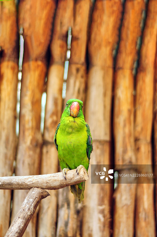 一只绿色的蓝颈鹦鹉栖息在木枝上。图片素材