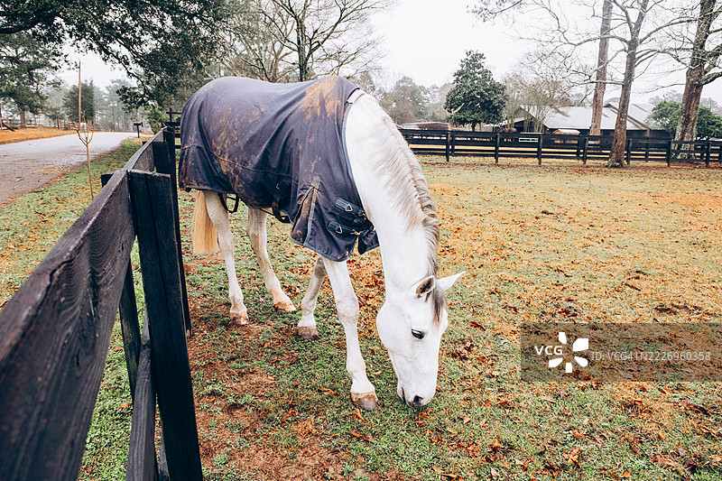 阴天，冬季马厩里的白马。美丽的枣红色无鞍马站在木栅栏后，背景是阴沉的天空。农业和农场动物。图片素材