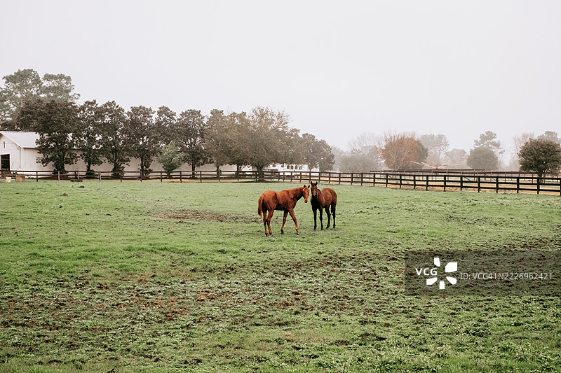 棕色的马匹站立在绿色的田野上，身后是白色的马厩建筑，头顶是灰色的天空，旁边有一棵高大的松树。图片素材
