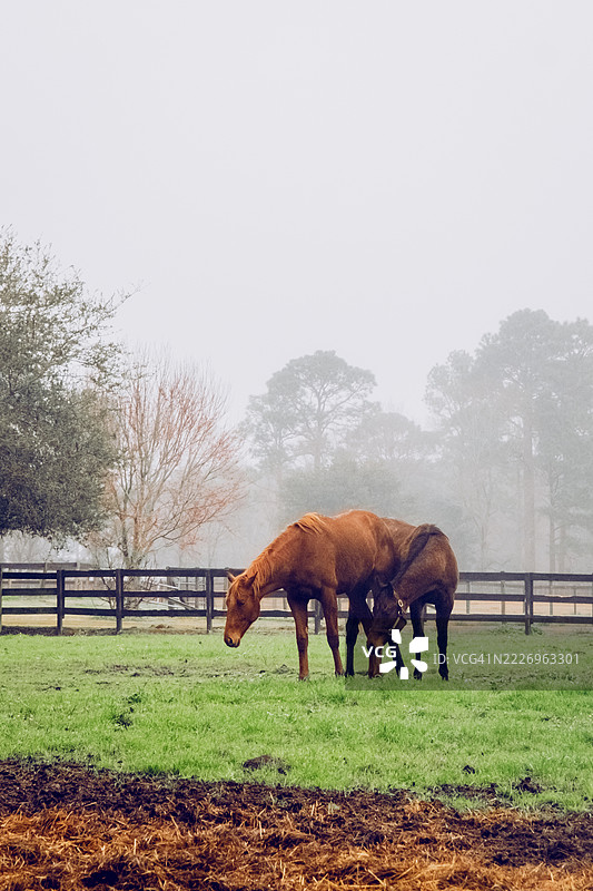 两匹棕色的马紧挨着站着，在一片雾气笼罩的绿色田野里吃草，背景中有树木和栅栏。马科动物行为，晨雾弥漫，宁静的田园生活。图片素材